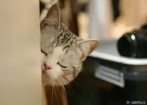  请photoshop高手帮我把这张照片的小猫眼睛ps闭上,顺便教一下方法,谢谢