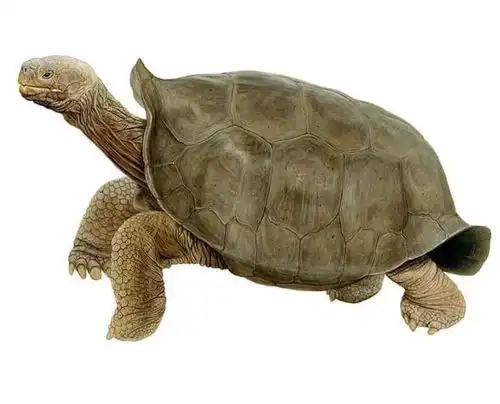  恶搞搞笑温馨梦幻都是龟图