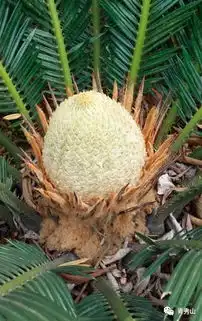  铁树开花,千年一遇不必等千年,来青秀山随便看