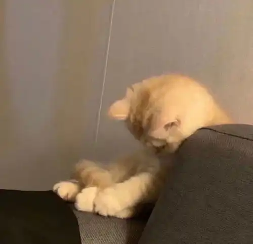 搞笑表情包,上学焦虑症  搞笑表情包,上学焦虑症