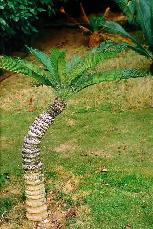  中国极小种群野生植物灰干苏铁