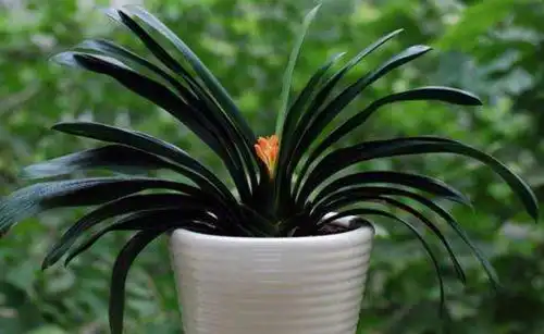 浇水是君子兰养植的严重问题,要好好注意 浇水是君子兰养植的严重问题,要好好注意