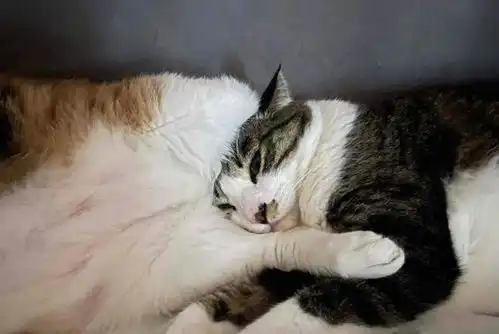  屁对屁拥抱亲蛋接触菊部高温...论猫猫睡觉有多好玩
