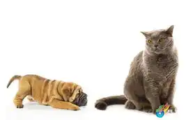  猫咪写真高清壁纸40p美图诗画