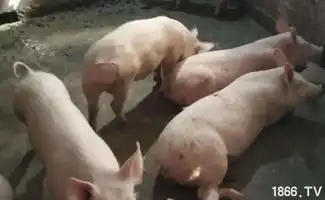  非洲猪瘟不可怕养殖做到以下几点安心睡觉