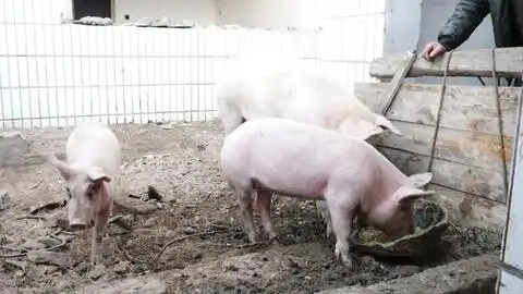  大叔新买了两只小猪,一个能吃能睡,一个见人就躲,好养活吗