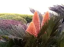  此花1000年才开万年不谢稀世罕见,见过的都是神人