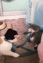  搞笑gif段子猫猫之间一般发生了冲突,就一个招式
