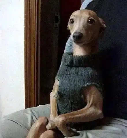 狗子奇葩坐姿大赏,只有你想不到,没有它们做不到  狗子奇葩坐姿大赏,只有你想不到,没有它们做不到