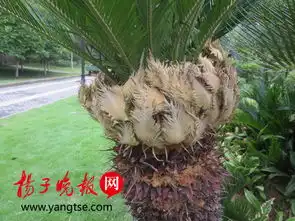  真有趣南京多处铁树开花还结果