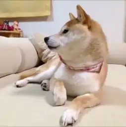  doge神烦狗