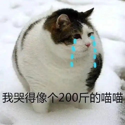  在最热猫咪表情包大合集速收