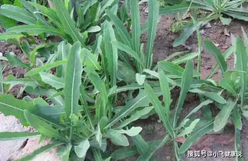  肝火过旺,眼干,口苦,多吃5种野菜,保肝护肝,清热解毒灭肝火肝脏