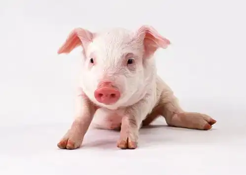  这些默默长肉的行为,你中了几个