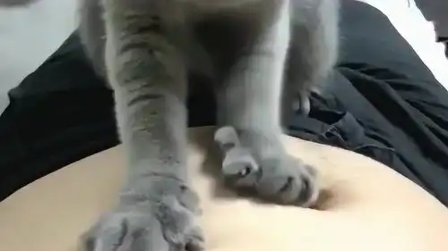  铲屎官造反了,敢让喵主子给他按摩,看小猫咪一脸嫌弃的表情