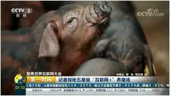  央视探秘五星级互联网养猪场点赞网易味央模式