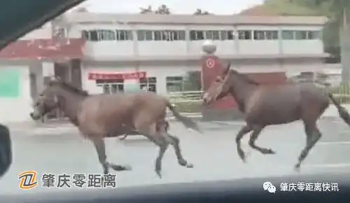  肇庆西江大桥附近,几匹马在一路奔驰