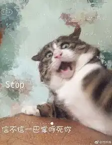  主人逗猫时拍下的照片,果然养猫后表情包都不缺了