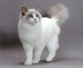  请问那个猫猫会不会是暹罗猫和别的什么品种的杂交你看她的耳朵和眼睛挺像暹罗猫的