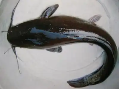  这几种水族生物万万不可放生否则后果不堪设想