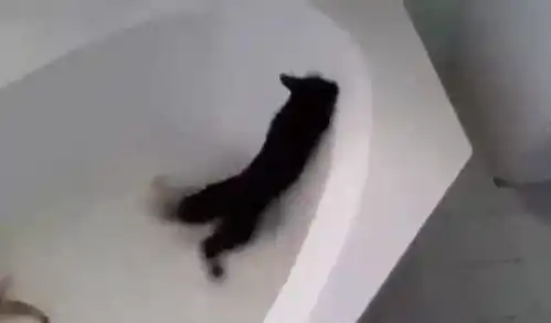 搞笑猫咪合集很少见的搞笑猫咪  搞笑猫咪合集很少见的搞笑猫咪