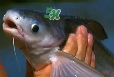  巴沙鱼是鲶鱼吗巴沙鱼是海鱼吗
