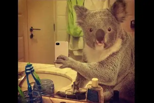 当野生动物拿起手机卖萌表情逗趣搞笑图  当野生动物拿起手机卖萌表情逗趣搞笑图