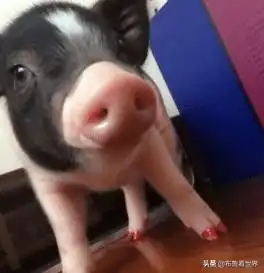  男子买宠物猪后晒烤猪照片油而不腻,网友加点孜然才好吃