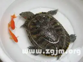  梦见乌龟和鱼
