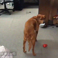  搞笑gif为啥我家的狗子和别人家的狗子不一样