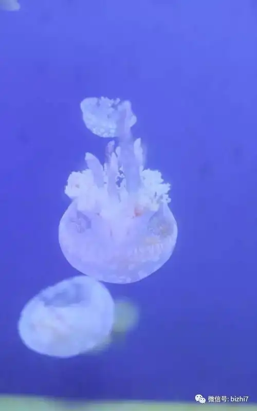  海洋生物高清壁纸,水母壁纸图片