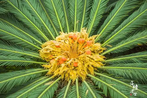  金川植物园铁树开花,原来铁树也分公母,女游客看后红着脸走开了
