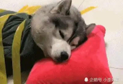  搞笑gif趣图一位优秀的辅助,可以改变整个战局
