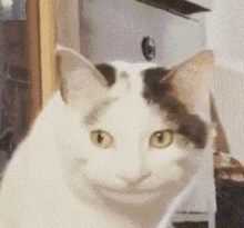  搞笑猫咪gif来啦,怎么能这么搞笑