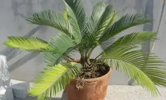 铁树开花图片搞笑人体