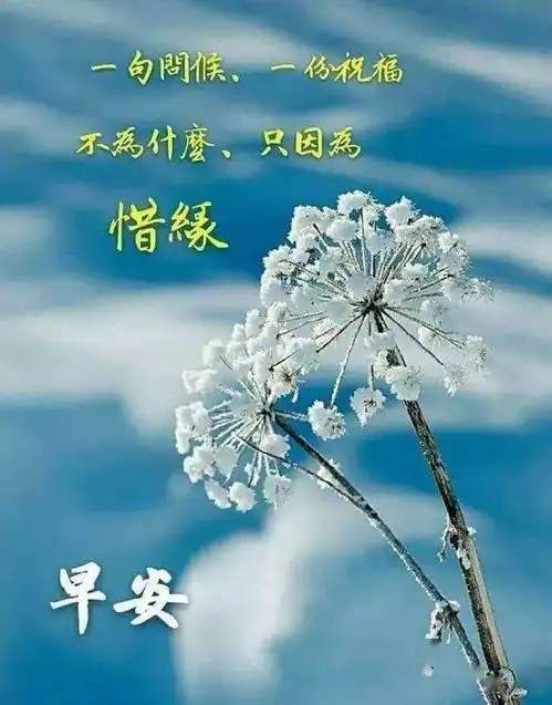  冬季超级漂亮的早上好鲜花图片,群发早晨好问候语短信大全