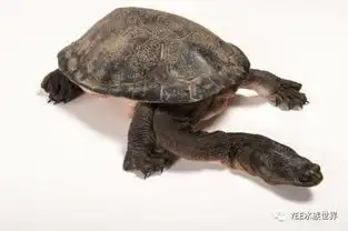  世界上最萌的16种龟你认识几种