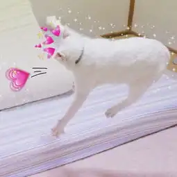 抖音七夕情侣搞笑头像一男一女2019萌宠情侣头像精选  抖音七夕情侣搞笑头像一男一女2019萌宠情侣头像精选