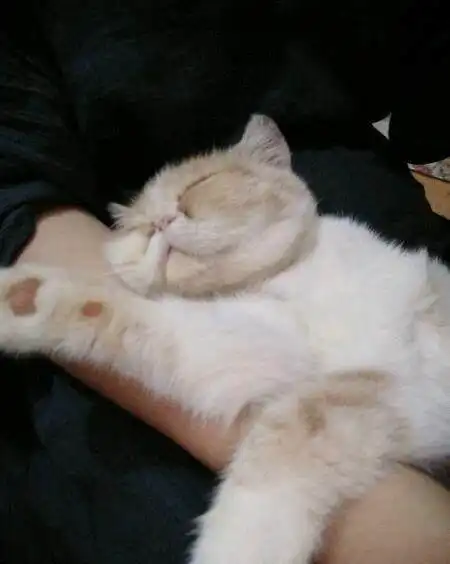  猫咪在洗澡的时候突然脾气爆发,主人的心都被整碎了