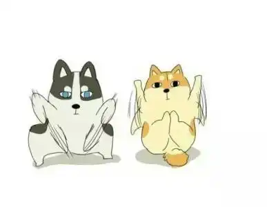 哈士奇犬搞笑图片柴犬