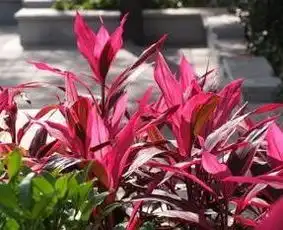  这是什么花啊