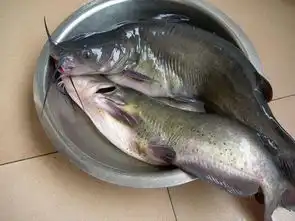  难以钓获的特有鱼种,被誉为长江三鲜之一的鮰鱼