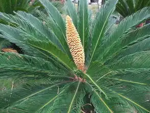  铁树开花图片