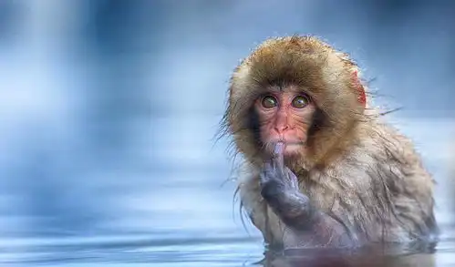 动物界的搞笑担当,原谅我笑点低,企鹅先生,你真的够了  动物界的搞笑担当,原谅我笑点低,企鹅先生,你真的够了