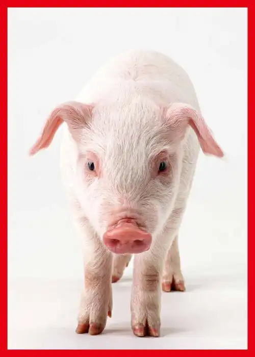 一群猪吃饭的图片搞笑全