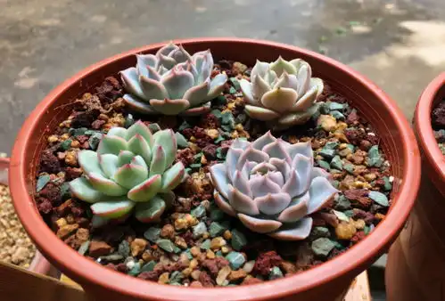  夏季该怎么处理怕热的多肉谨记3点,秋日才能更美,早出状态