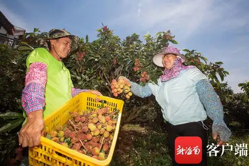  原创组图丨海南荔枝大丰收你馋了吗