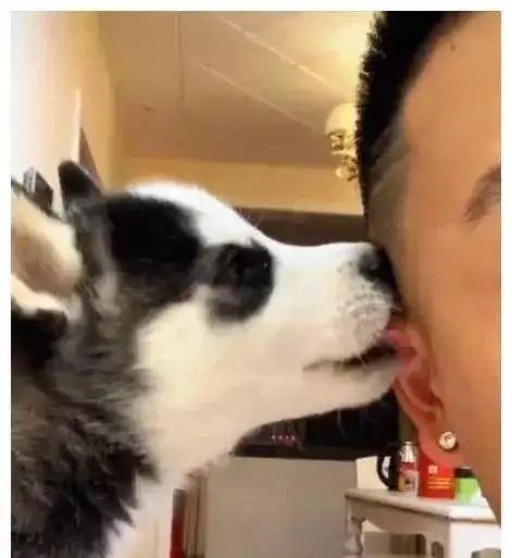  哈士奇跟主人同框拍照,二哈搞怪后帅不,用智商换的