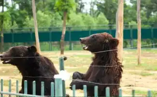 搞事情秦皇岛野生动物园门票免费送欢乐无极限,全家乐翻天  搞事情秦皇岛野生动物园门票免费送欢乐无极限,全家乐翻天