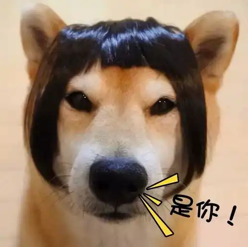  直击猫骗子的行骗过程,你猜狗子多久会上当